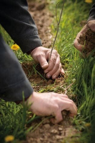 planting trees