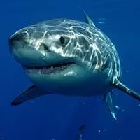 cart-great-white-shark-photo.jpg