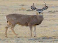 find your interior design style deer find your interior design style deer