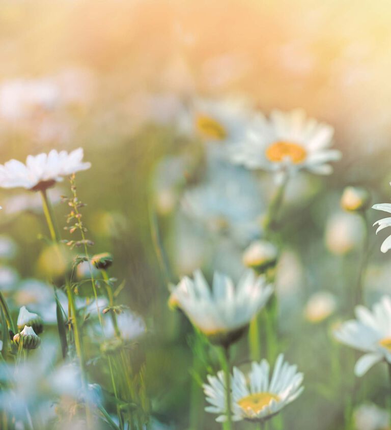 Field of daises