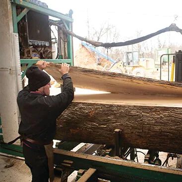 Bassett furniture maker cutting tree