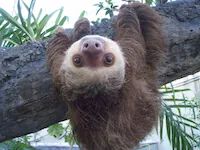 find your interior design style sloth