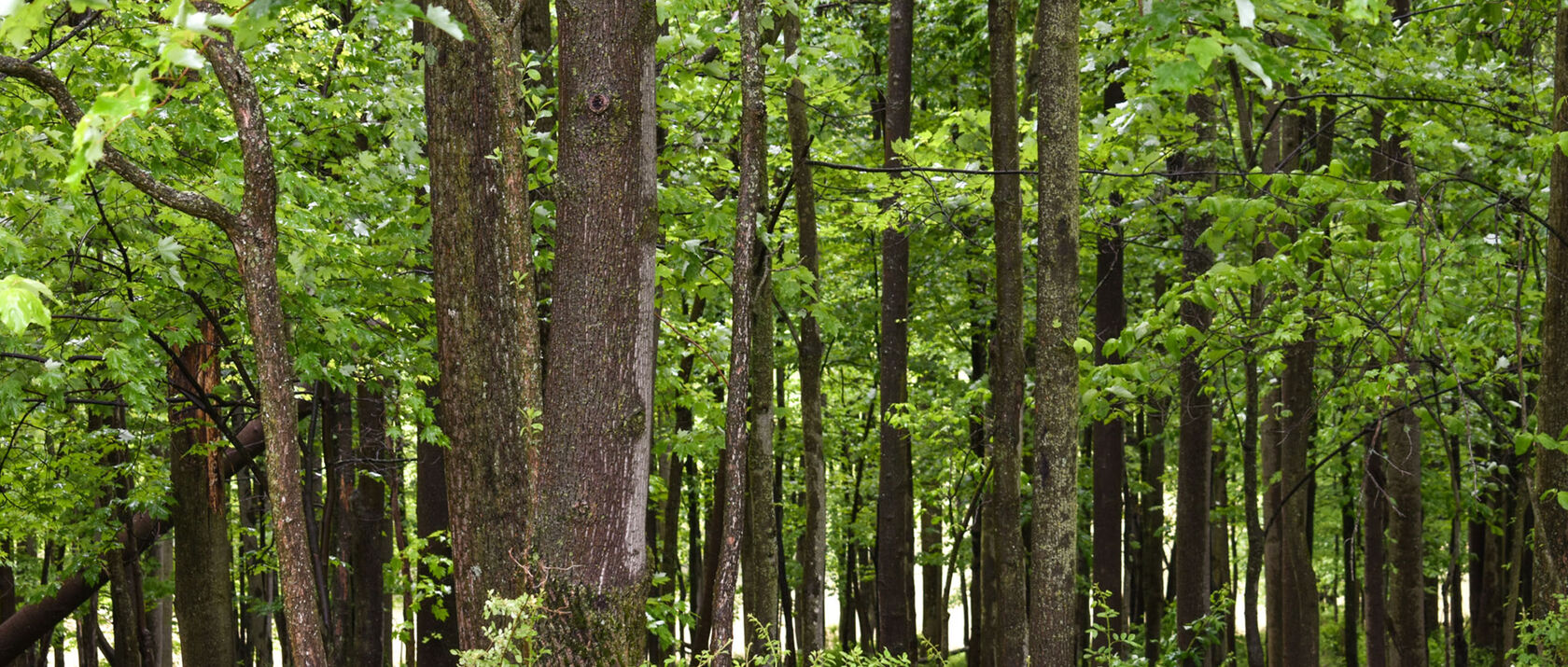 Forest trees