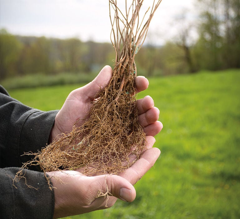 Tree planter holding sapling 