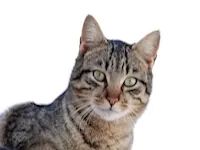 find your interior design style cat find your interior design style cat