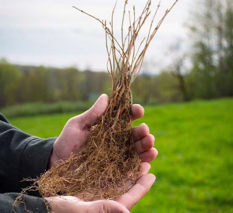 Hand holding a tree seedling