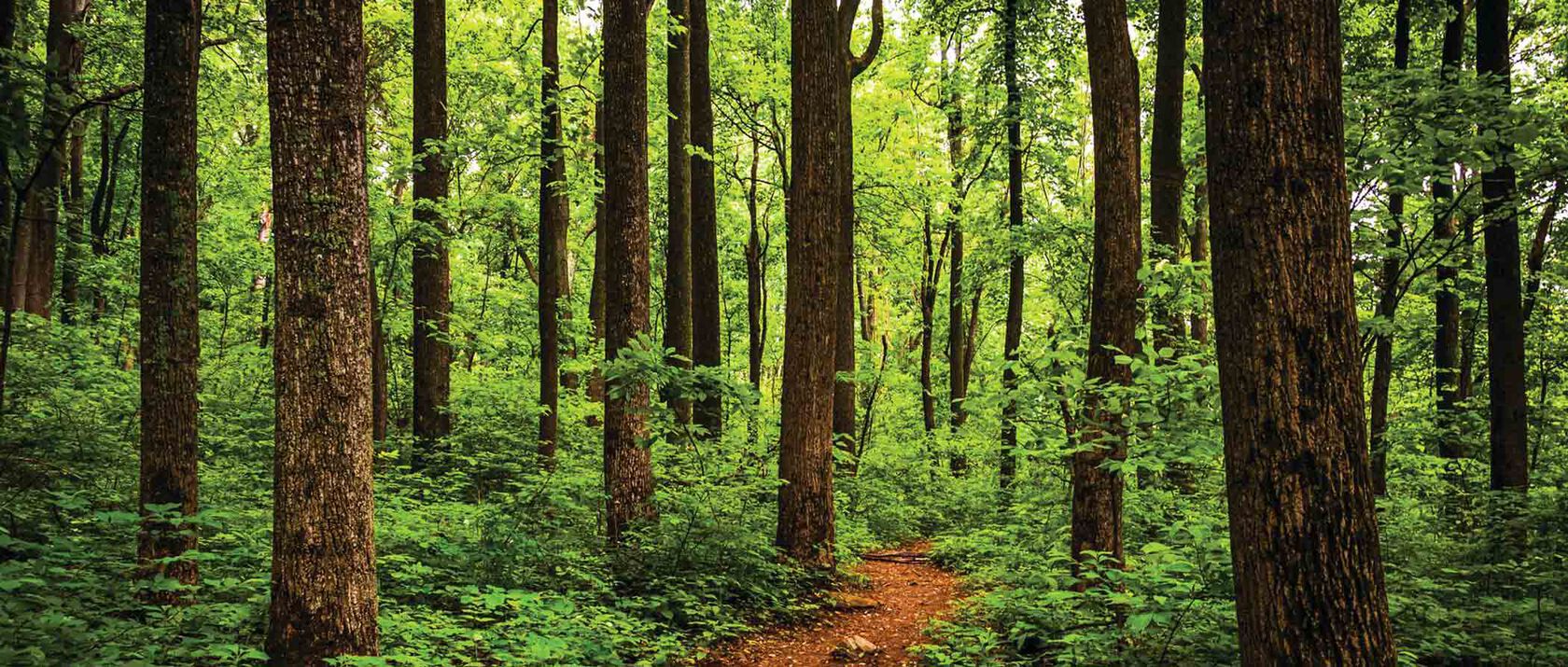 Forest trees