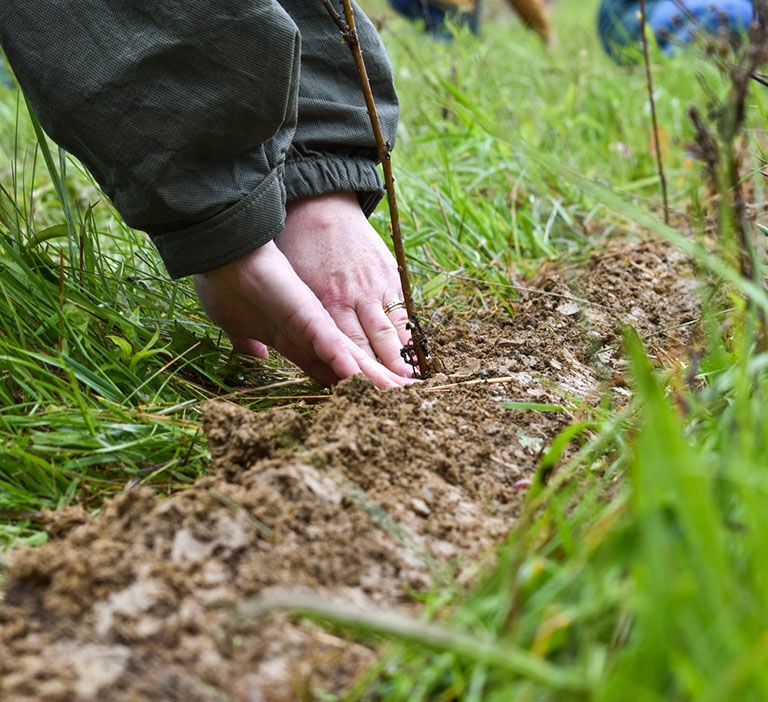 Hands in dirt planting seedling Hands in dirt planting seedling