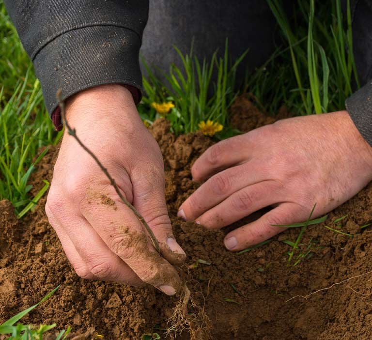 Bassett employee planting sapling. 