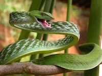 find your interior design style snake find your interior design style snake