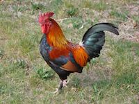 find your interior design style rooster find your interior design style rooster
