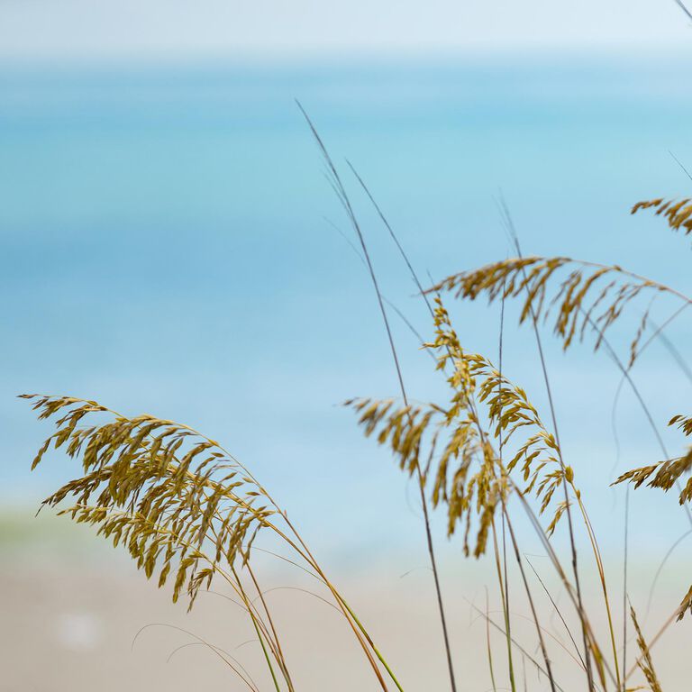 Ocean background with beachgrass