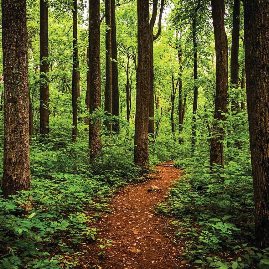 Path through forest